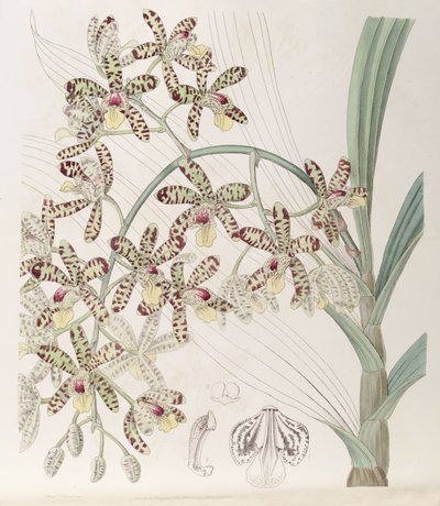 Ansellia africana by Miss Drake